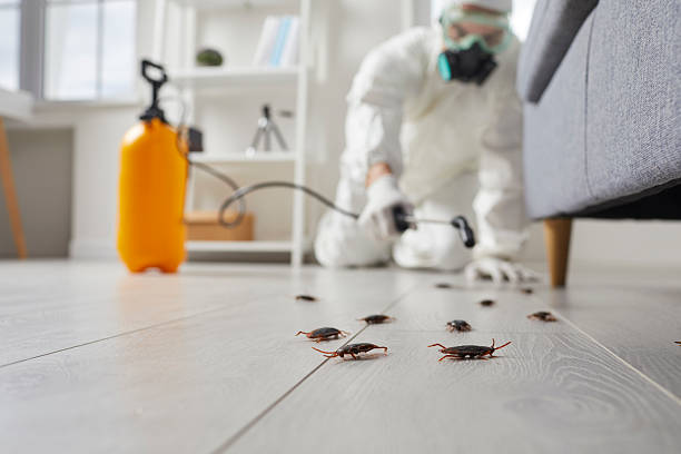 Commercial Kitchen Cockroach Control in Hamtramck